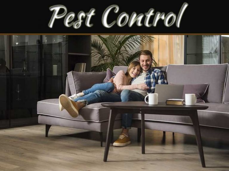 Silverfish Can Be A Sign Of Bigger Problems - Ways To Liquidate Them