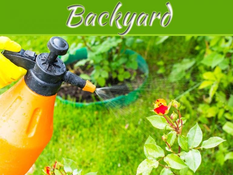 6 Natural Pest Control Methods For A Bug-Free Backyard
