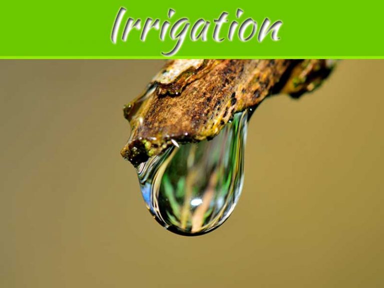Do You Prefer Irrigation For Your Australian Garden?