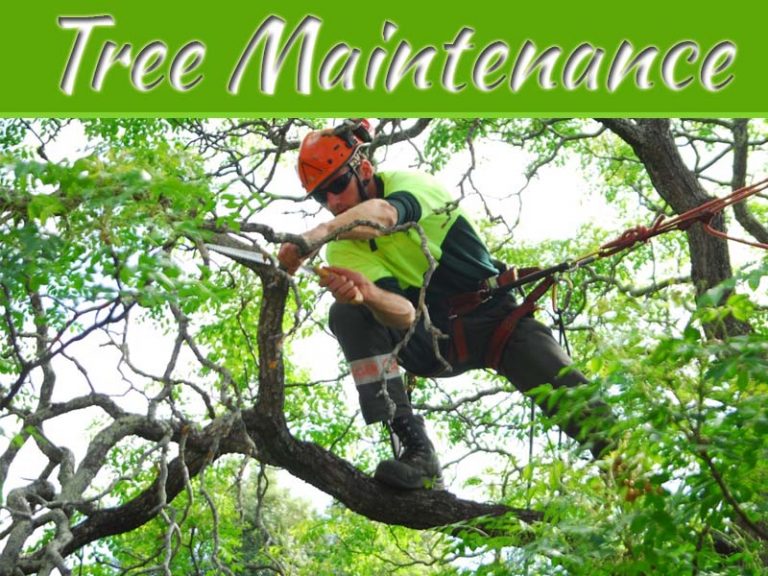Why Proper Tree Maintenance Can Increase The Value Of Your Home