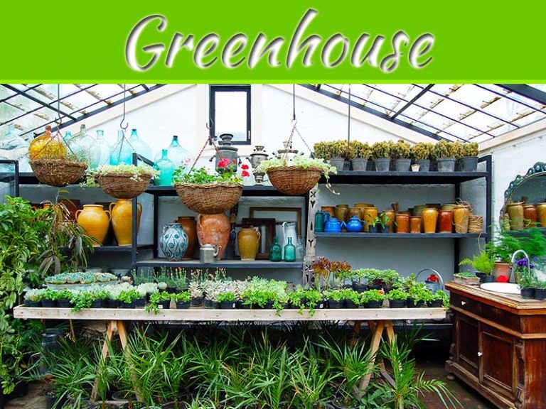 5 Gardening Tips To Maximize A Small Greenhouse