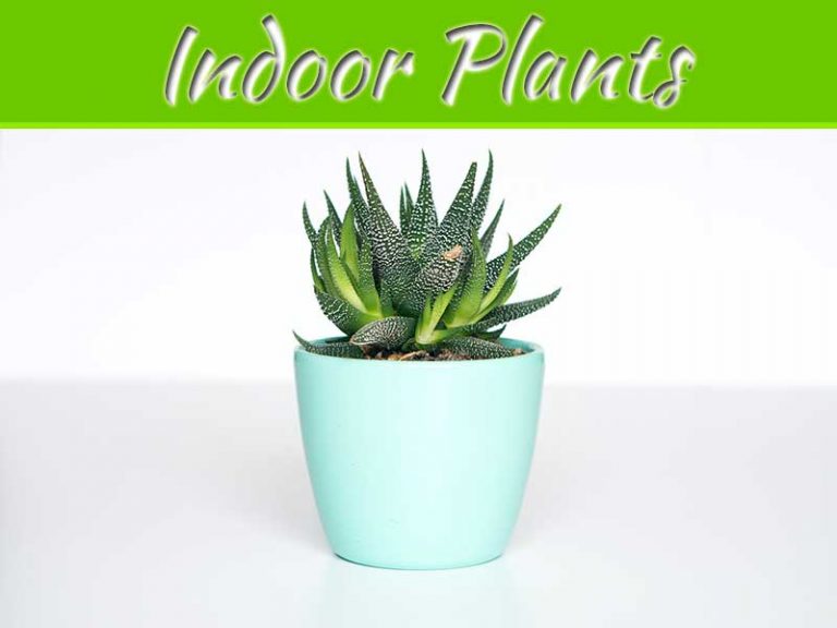 5 Indoor Houseplants To Decorate And Brighten Up Any Living Space