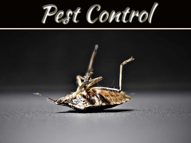 Bed Bugs Keeping You Up All Night? Remove Them In A Jiffy