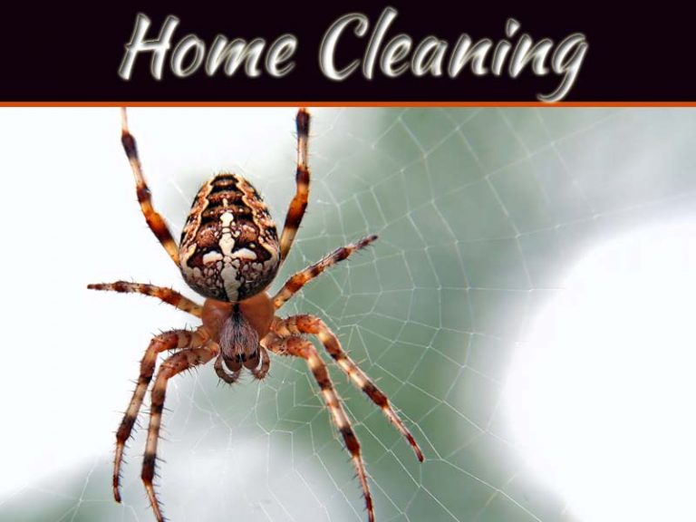 Home Invaders: What Spiders May Be Lurking In Your Home