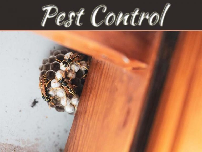 The Pests You Certainly Don't Want In Your Home