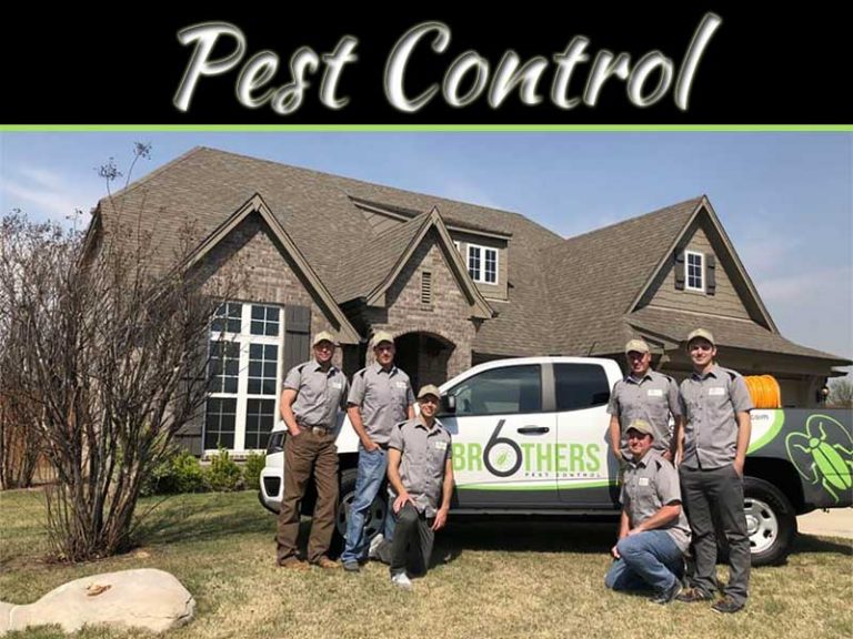 What Should You Check Before Calling Professionals For Pest Control?