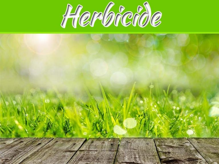 Why You Should Consider Using A Fast Acting Herbicide