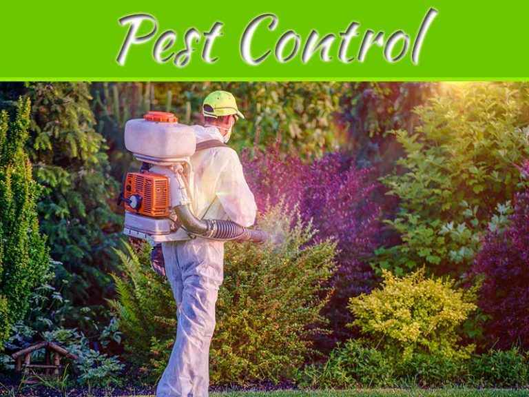 5 Tips For Choosing The Best Pest Control Company