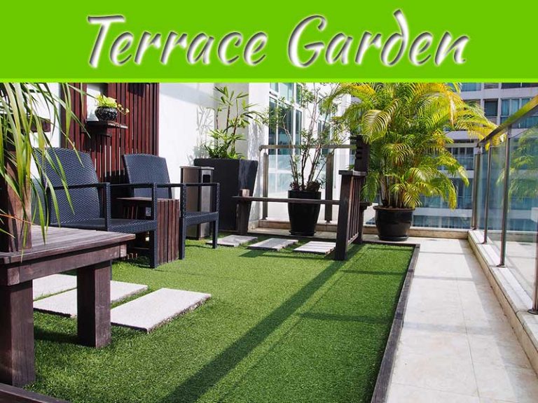 A Terrace Garden: How To Start Terrace Gardening?