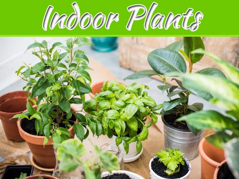 How To Care For Your Plant Delivery Batch Of Indoor Plants
