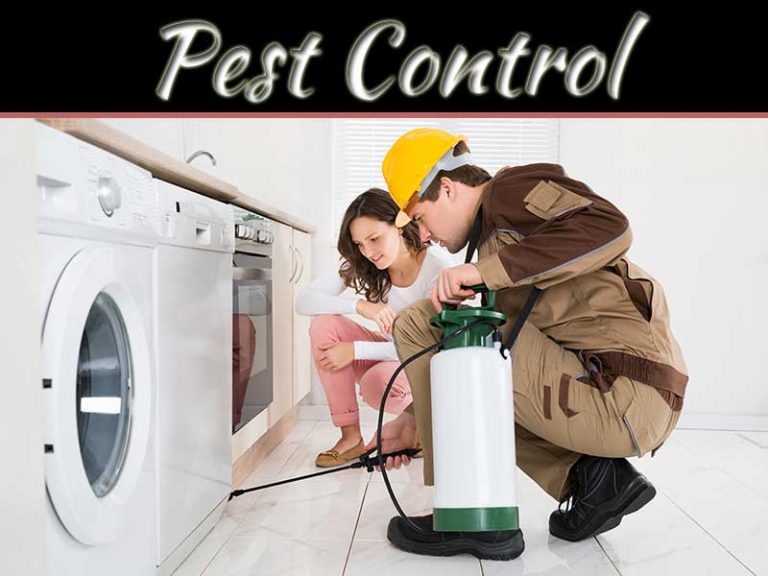 How To Prevent A Pest Problem This Fall