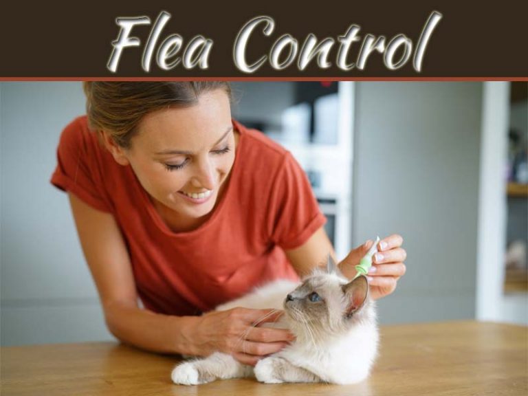 What Are The Benefits Of Hiring Professionals For Flea Control?