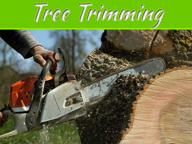 What Is The Difference Between Pruning, Lopping, And Other Tree Trimming Services In New Orleans?