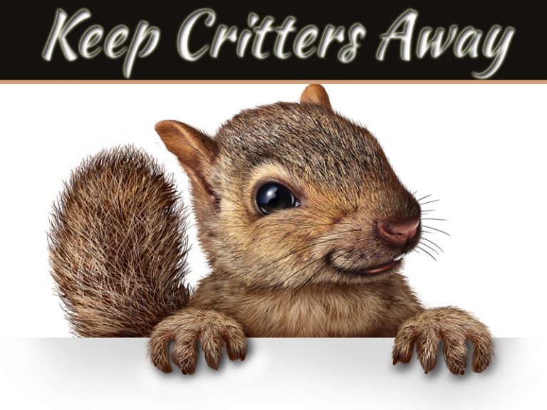5 Ways To Keep Critters Away From Your Beautiful Home