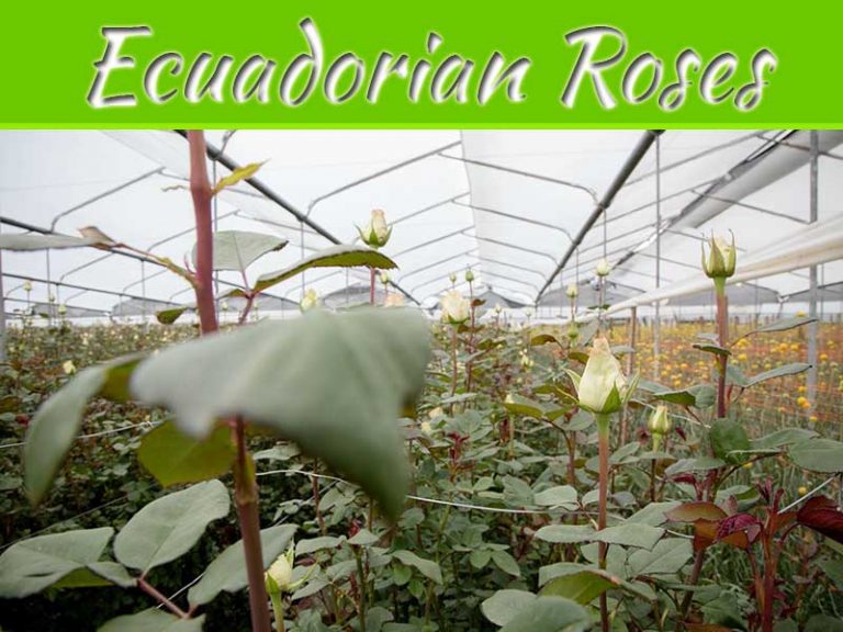 The Beauty Of Ecuadorian Roses
