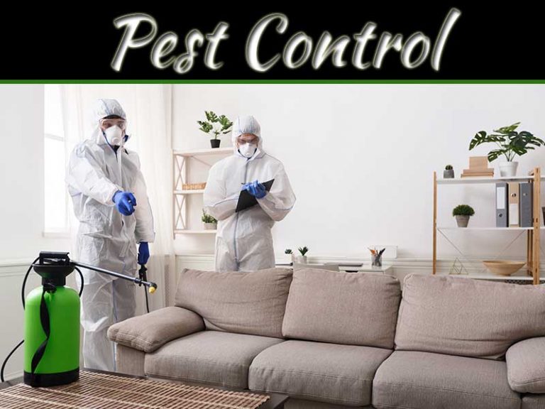 Ways To Prevent Pest Infestation in And Around Your Home