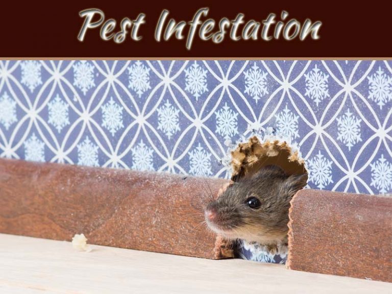 What Causes A Pest Infestation Here’s How You Can Avoid One