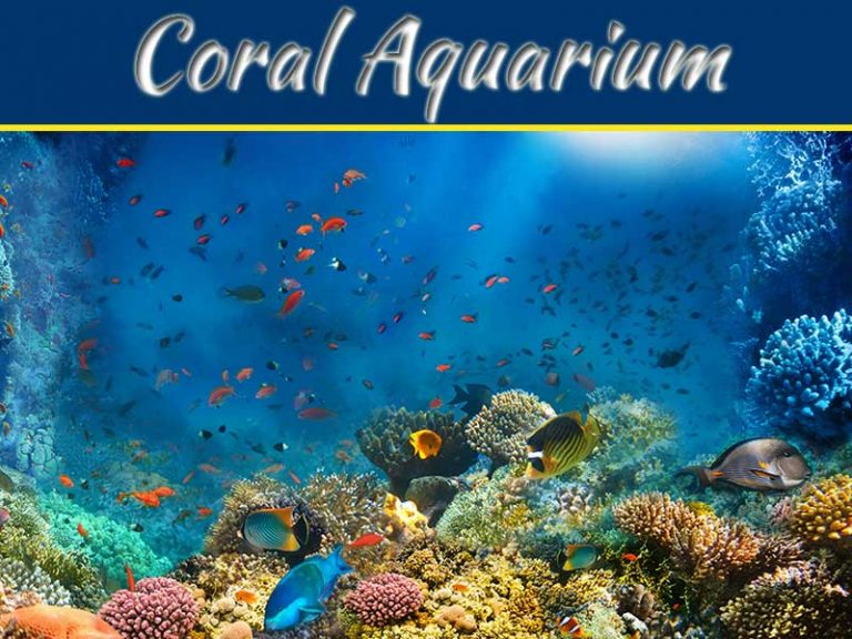 Why You Need A Coral Aquarium In Your House