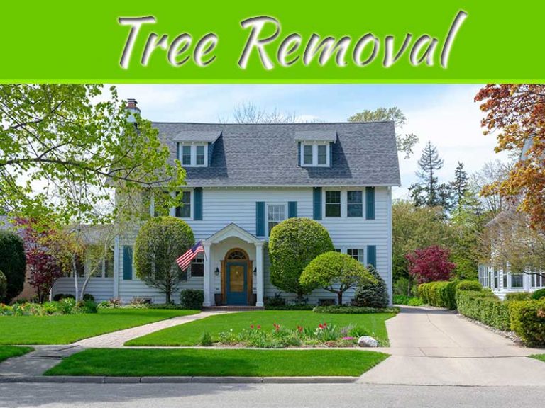 Tree Removal And Beyond: 6 Improvements To Boost Curb Appeal