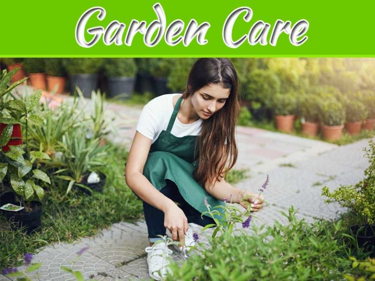 Ways To Spend Time In The Garden This Winter