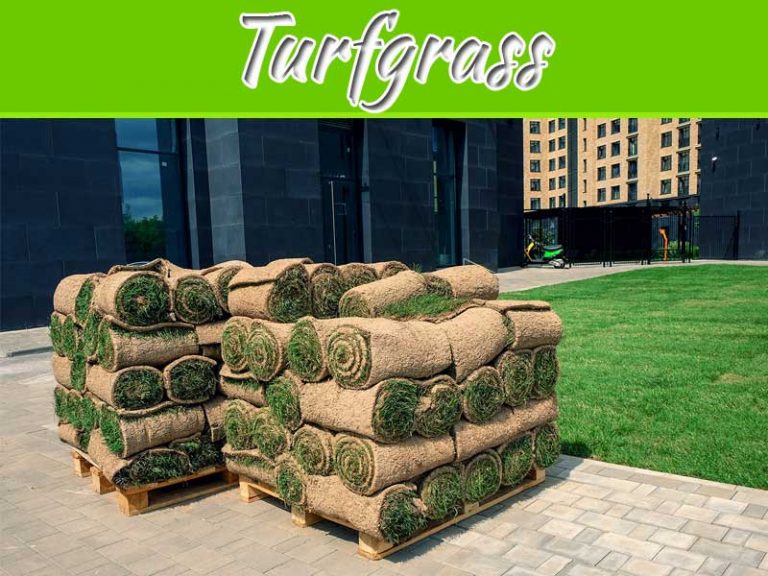 What Are The Advantages And Disadvantages Of Turfgrass?