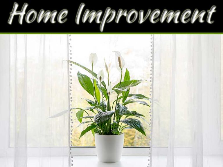 Why Is Indoor Air Quality Important To Stay Healthy And How To Improve It