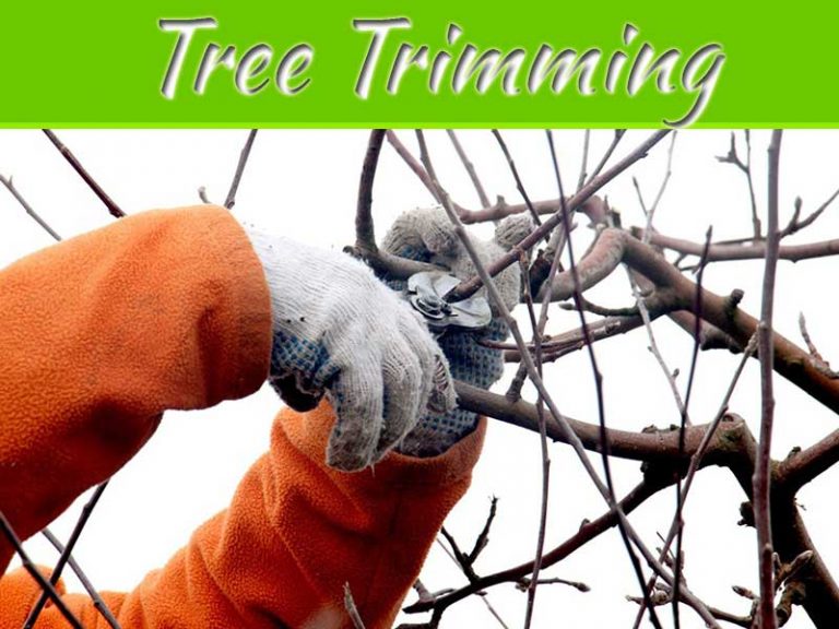 Why Winter Is A Good Time To Prune And Trim Your Trees