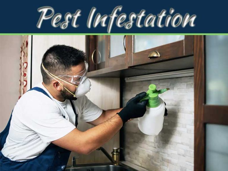 Factors That Make Your Penang Property Prone To Pest Infestation