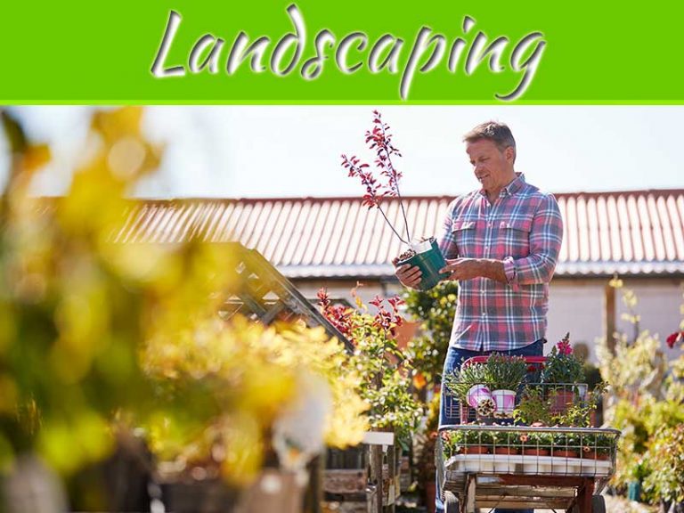 Gardening And Landscaping 101: How To Choose The Right Plants