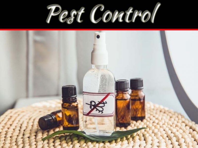 How To Do Your Own Pest Control