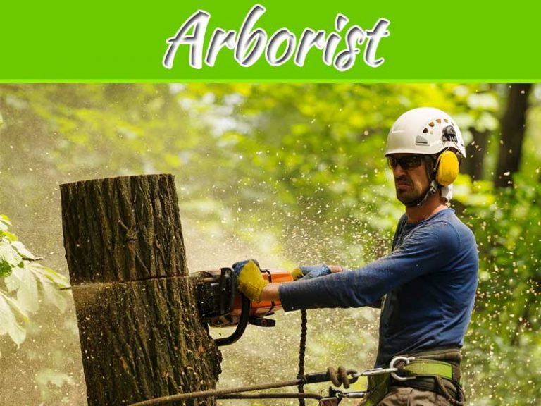 Why Is It Important To Have A Certified Arborist?