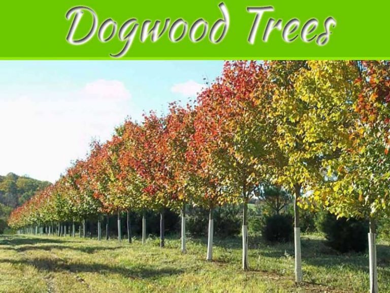 Everything You Need To Know About Dogwood Trees