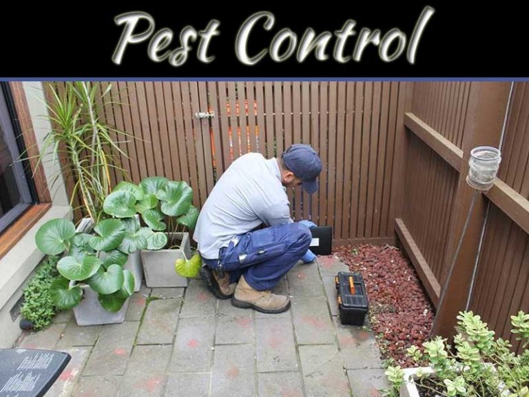 Frequently Used Pest Control Treatments