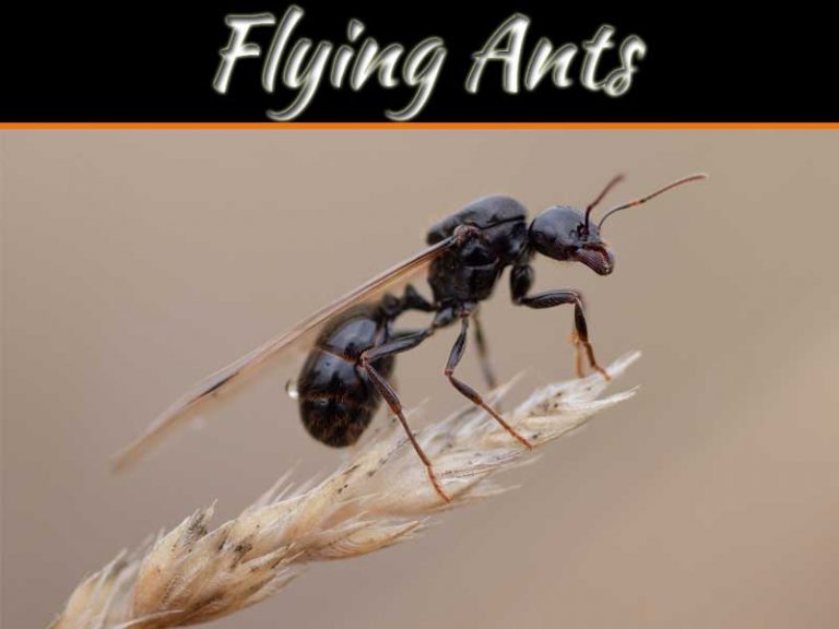 How To Keep Flying Ants Out Of Your Home?