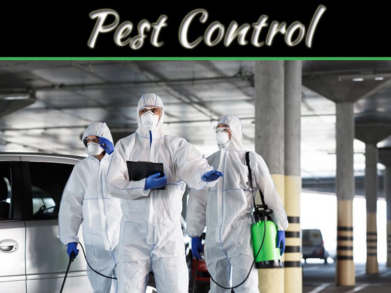Important Questions You Should Ask Before You Choose A Pest Control Company