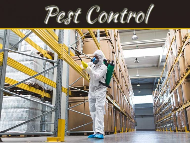 Keeping Your Warehouse Pest Free – Steps To Follow