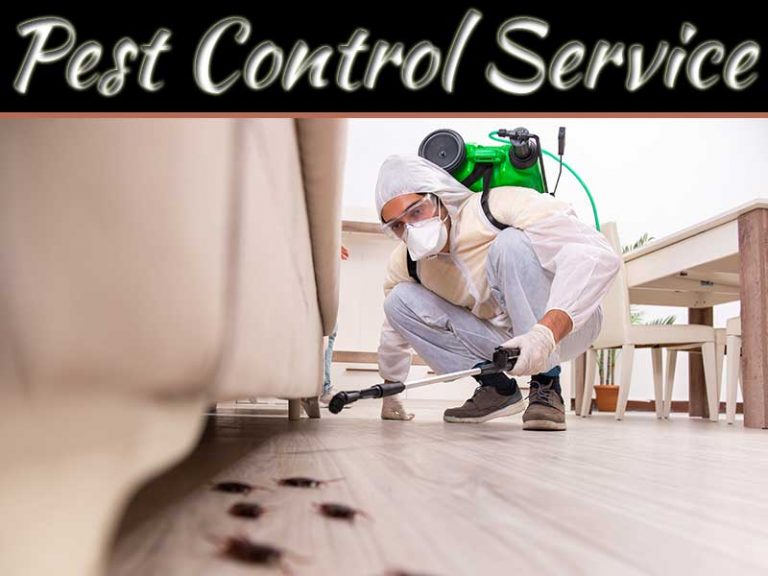 Pest Control Services: Get The Bugs Out