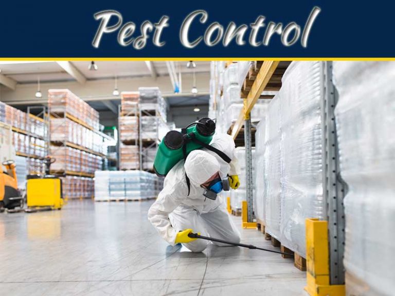 Pest Control Services: Why They Are Necessity?