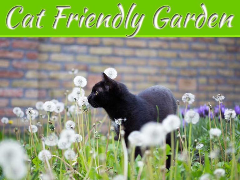 Tips For Creating A Beautiful Garden That's Also Cat Friendly