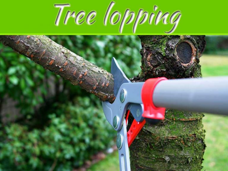 How To Trim Trees Like A Pro