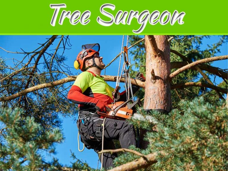 Things To Look For In A Tree Surgeon Before You Book