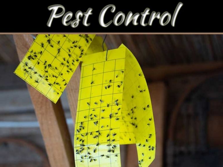 Best 10 Natural Pest Control Methods