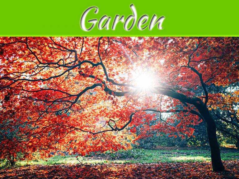 How To Make Your Garden More Private