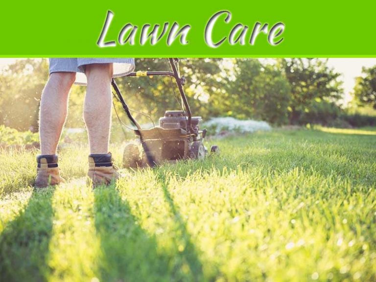 Lawn Care Basics For Beginners