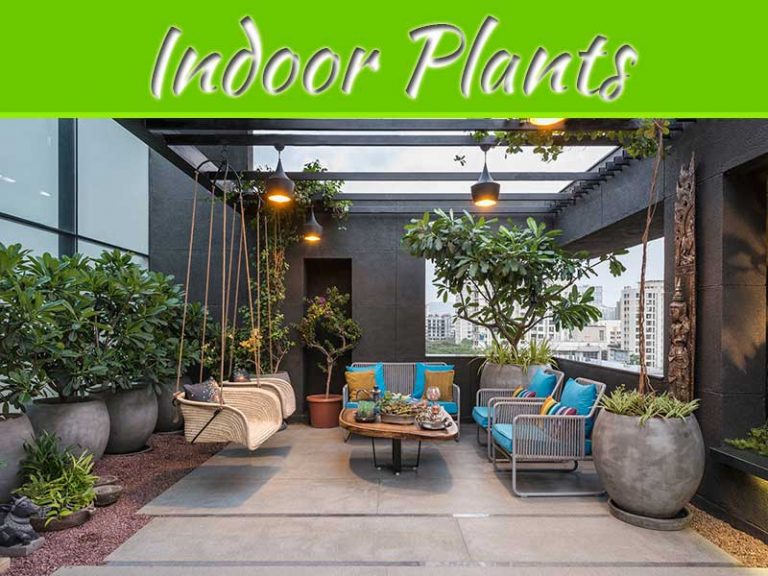 10 Benefits Of Indoor Plants