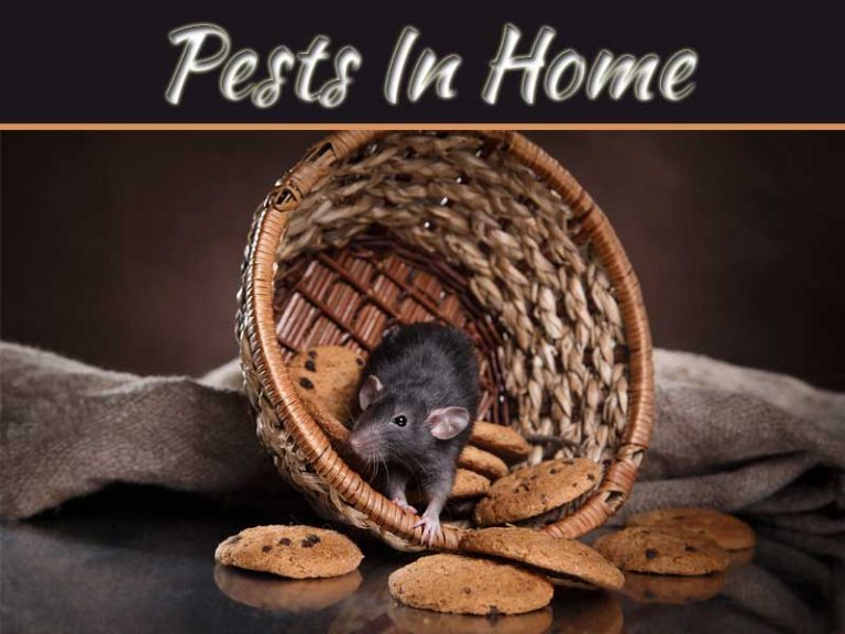 Effects Of Pests Taking Over Your Home In Puchong