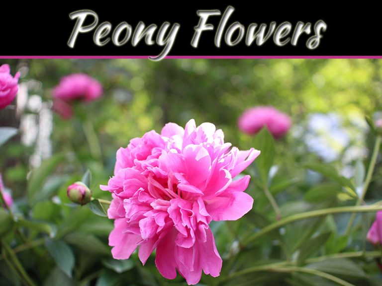 Here Are Some Fascinating Details On Peony Flowers And Why Their Leaves Curl
