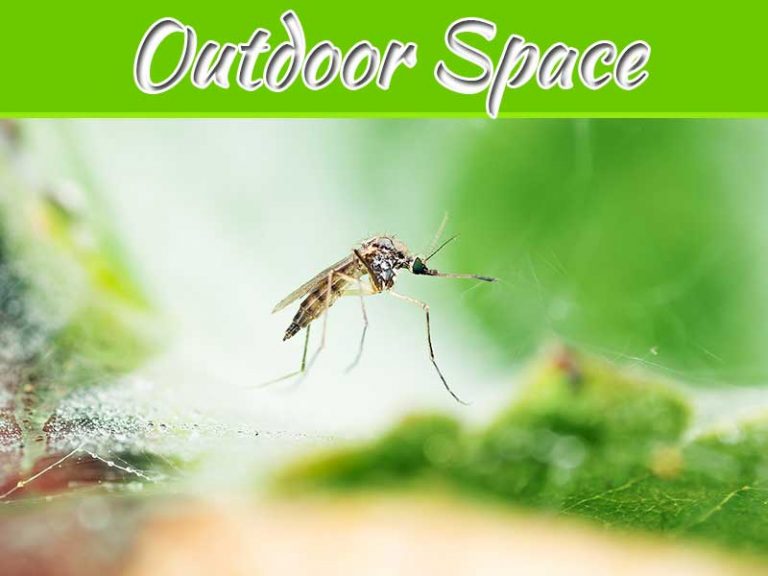 Pesky Purge: Tips And Tricks To Rid Your Outdoor Space Of Mosquitos
