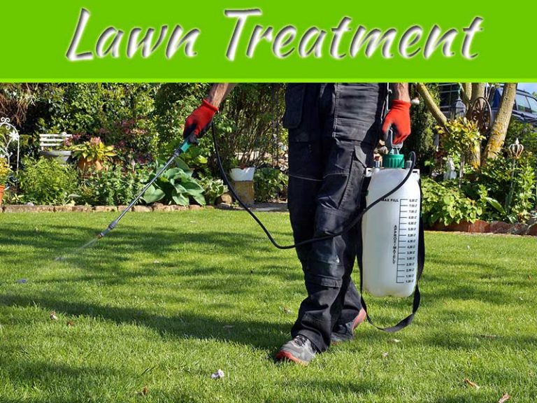 What Is The Treatment Of Lawn Weeds And Pest?