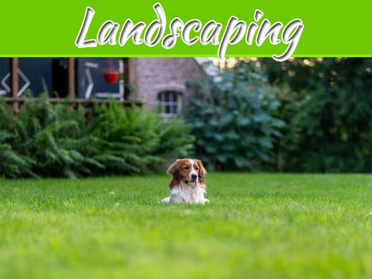7 Landscaping Tips Cor Dog Owners